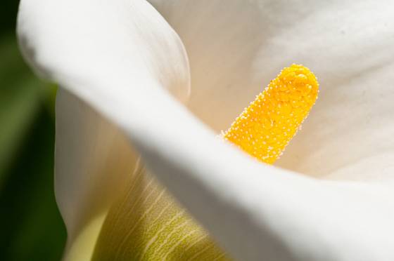 Kornoutice - detail květu.