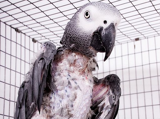 papoušek šedý s oškubaným peřím