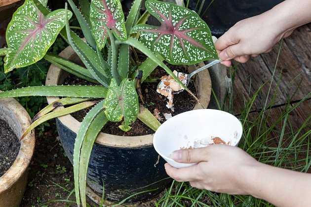 Úlomky skořápek můžete dát i kolem rostlinky.