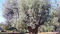 Stromy olivovníku mohou být staré více než tisíc let