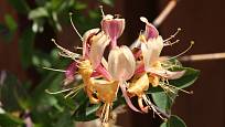 Zimolez kozí list (Lonicera caprifolium) zvaný růže z Jericha