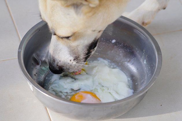 Psi mohou konzumovat vejce bez problémů. A dokonce i jejich skořápky!