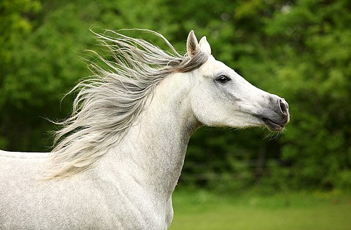 arabský kůň