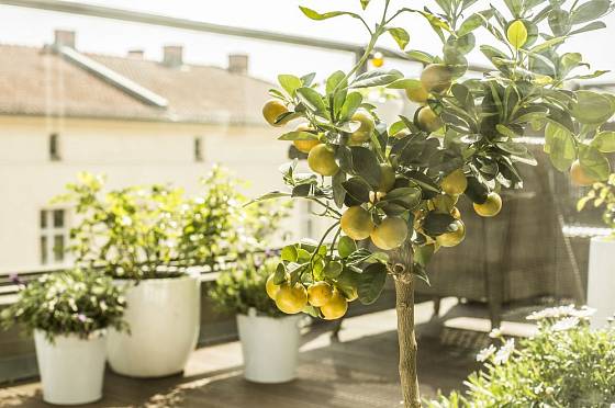 V prostorných nádobách můžeme pěstovat i přenosné rostliny, jako jsou citrusy