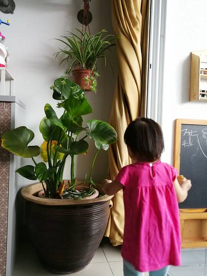 Je třeba dávat pozor, aby děti rostliny nekonzumovaly.
