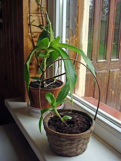 Kalísii voňavé (Callisia fragrans) se dobře daří na okenním parapetu.