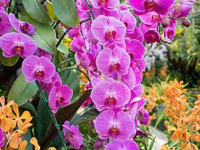Orchidej nám rozsvítí domov.