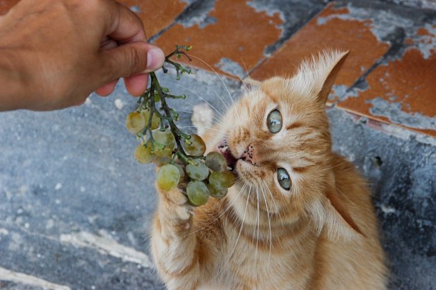 Hroznové víno ani rozinky bychom kočkám nabízet neměli.