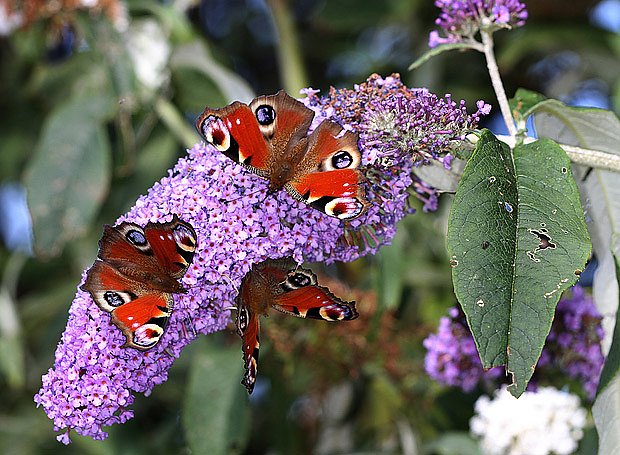 komule zvaná motýlí keř přiláká na zahradu motýly
