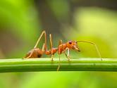 Mravenci čile vyhledávají vše, co by se mohlo stát potravou pro jejich larvy.