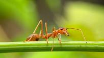 Mravenci čile vyhledávají vše, co by se mohlo stát potravou pro jejich larvy.
