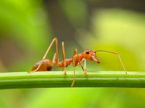 Mravenci dokáží znepříjemnit život několika způsoby.