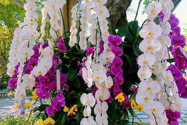 Aby orchideje krásně kvetly, podpořte je pravidelným hnojením.