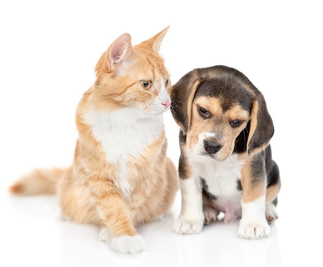 I psi a kočky trpí artritidou. Víte, jak to poznáte?