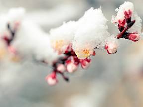 Jak ochránit květy ovocných stromů před mrazem?