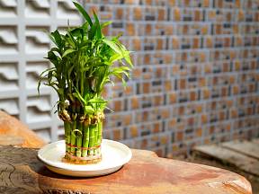 Dračinec pruhovaný (Dracaena sanderiana) je známý také jako šťastný bambus.