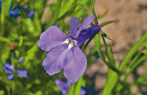 Lobelia erinus