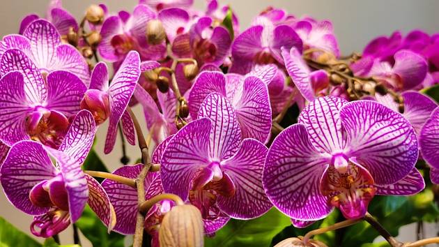 Hnojivo z droždí podpoří orchideje ve zdravém růstu a v kvetení.