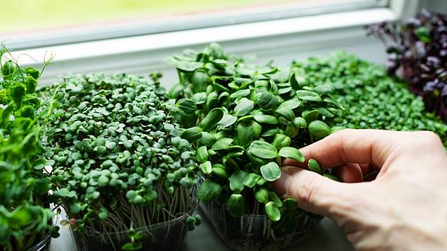 Zeleninu plnou vitamínů si v zimě snadno vypěstujete doma na okně.