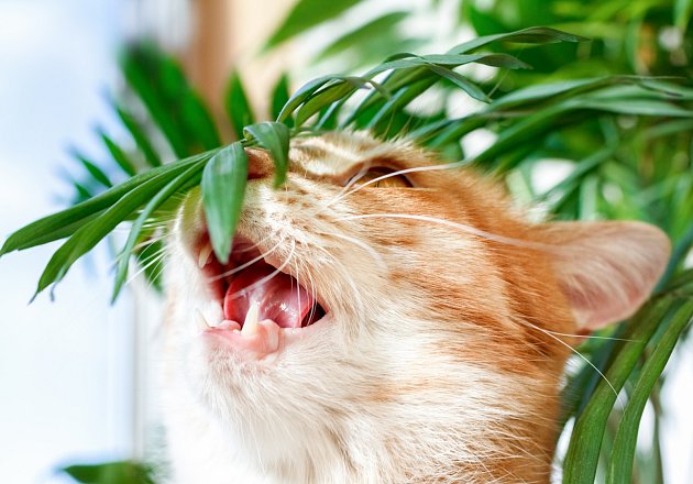 Spousta pokojových rostlin je pro kočky nebezpečná