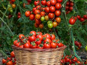 Jak na pěstování rajčat, abyste sklízeli plné koše šťavnatých plodů?