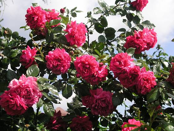 Laguna (Kordes, Německo, 1994). Husté, temně růžově načervenalý květ je asi 9 cm velký a voní; výška růže 3,5 m. Opakovaně kvetoucí