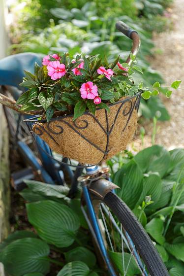 Netradiční dekoraci pro zahradu vytvoříte ze starého kola, na němž zavěsíte na řídítka košík osázený balzamínami.