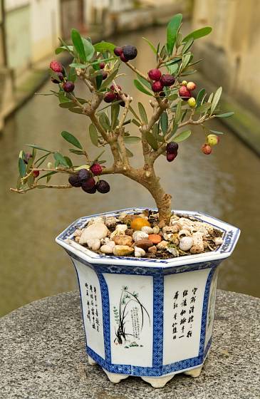 Olivovník v podobě bonsaje.