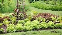 Zeleninový záhon se saláty, mangoldy a fazolemi je užitečný i pohledný