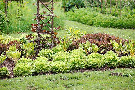 Zeleninový záhon se saláty, mangoldy a fazolemi je užitečný i pohledný