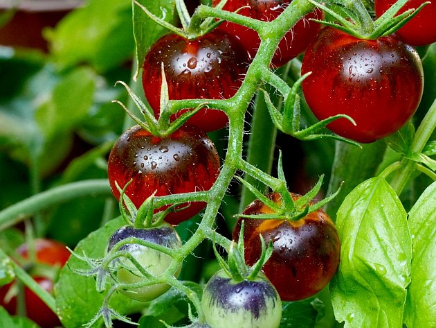 Detailní záběr na vlhká, barevná červená a fialová pruhovaná cherry rajčata Midnight Snack rostoucí na révě.