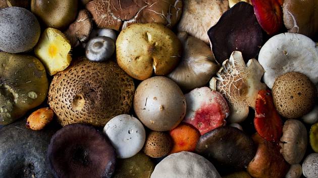 Poznáte jedovaté houby?