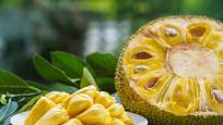 Když jackfruit otevřeme, najdeme v něm množství žlutých dílků s jemně gumovitou strukturou.