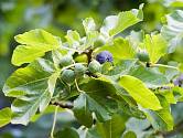 Fíkovník neboli smokvoň roste jako opadavý keř nebo menší strom, který běžně dosahuje výšky 0,5 až 3 m a má rozložitou korunu.