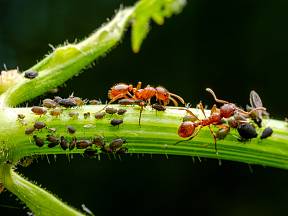 Mravenci mohou vaši zahradu doslova vysát.