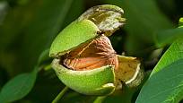 Oplodí zralých ořechů puká samo, což nám usnadňuje sklizeň