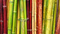 bambus na zahradě