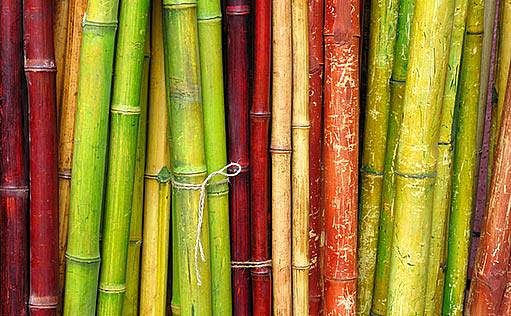 bambus na zahradě