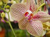 orchidej můrovec (Phalaenopsis)