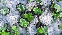 Aromatický a jedlý popenec se zelená i pod sněhovou přikrývkou