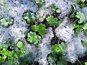 Aromatický a jedlý popenec se zelená i pod sněhovou přikrývkou