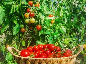 Sazenice rajčat je nutné před výsadbou otužovat. Jedině tak se dočkáte sklizně