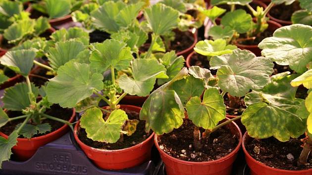 Jak se postarat na jaře o muškáty a připravit hnojivo z droždí?