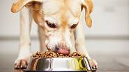 Pokud krmíte psa granulemi, jako prevence torze žaludku jsou nejlepší granule lisované za studena, které v psím žaludku nebudou bobtnat.