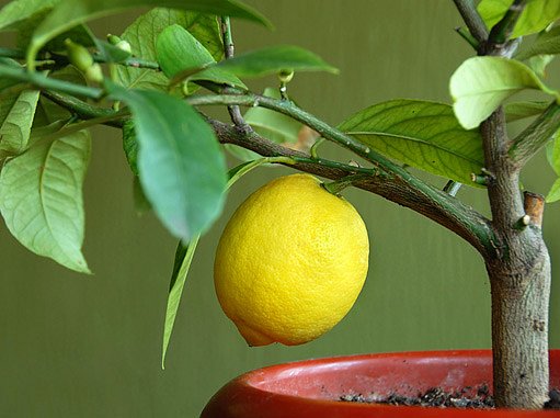 zazimování citrusů