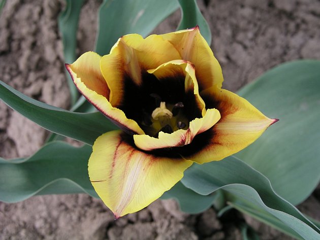 tulipán, Darwinův, Gavota