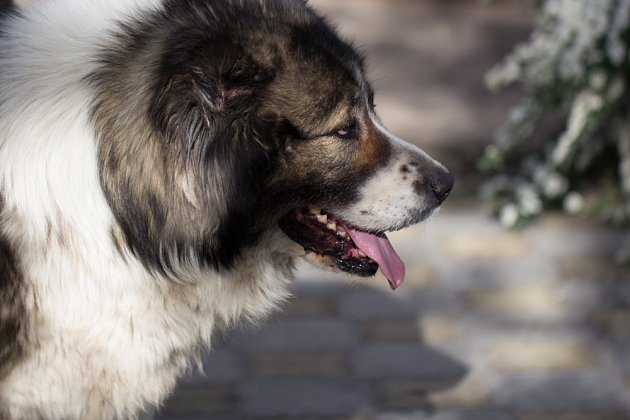 Kavkazský pastevecký pes, zvaný chovateli kavkazan.