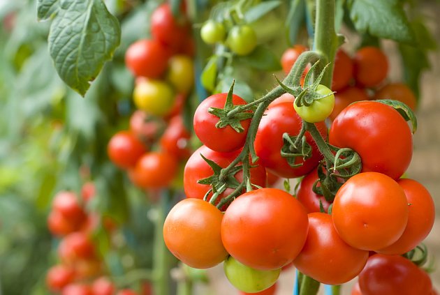 Jedna rostlina vám daruje spoustu rajčat, pokud jí poskytnete péči a výživu