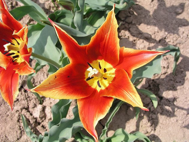 tulipán, liliokvětý, Slavík