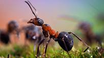 Mravenci, nenápadní pomocníci zahrádkáře